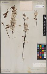 Foto von Salix capensis Thunb.